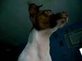 videos de SERGITO