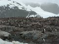 PC130131 - Gentoo Colony.MOV PC130131 - Gentoo Colony.MOV
