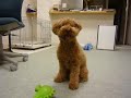 【トイプードル】自由気ままなトイプードル（toy poodle）