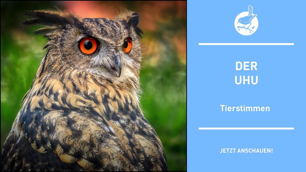 Vogelstimmen: Der Uhu - Eagle owl - Bubo bubo (4k)