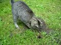 Lakridsmis is digging for a mole - muldvarpejagt