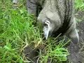 Lakridsmis is digging for a mole - muldvarpejagt