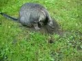 Lakridsmis is digging for a mole - muldvarpejagt