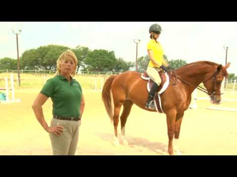 how to drive a horse