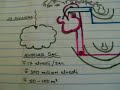 Respiratory Anatomy