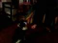 kitty war cry meow!!!!!!!!