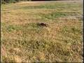 Traxxas T-Maxx 3.3 and S-Maxx 3.3 part 1 Ramp