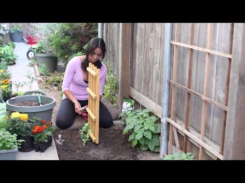 how to fertilize snap peas