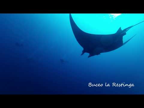 Buceo la Restinga. Manta en El Hierro, Islas Canarias