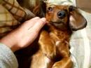 首を撫でると手を挙げる犬
