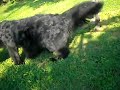 Happy and Cajita Newfies