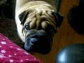 Our Pugpei Oscar Our Pugpei Oscar