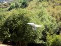 Trex 450 Test Hover W/ Common-Sense motor...