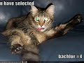 funny cats funny cats
