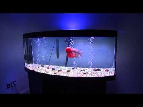 Flowerhorn - my 2 masterpiece flowerhorns..... red ferrari srd who is 1 year old now and 12.5 inches long ...... red mercury who is 10 months old now and 10 inches long !...