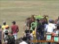 Maduranese Bull Race - Madura - East Java