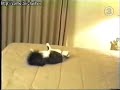 Animales Ninjas