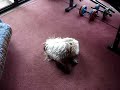 stupid dog