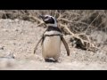 HD  Patagonien, Peninsula Valdez und Iguazu  (Diaschau)