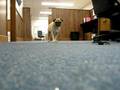 Pug vs. Fake Spider