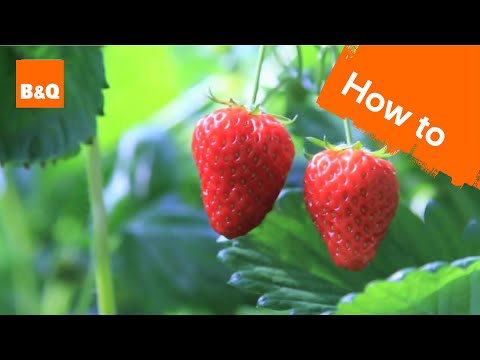 how to transplant strawberries at home