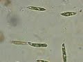 Euglenas