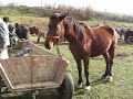 Tirg animale Saschiz