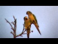 Periquito-estrela; Aratinga aurea; Peach-fronted Parakeet
