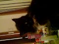 This Is Fugly Cat!!  Possum You Know What Fugly Means lol