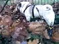 pug looking for the perfect spot too poop!