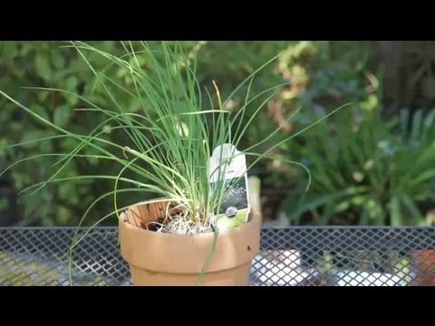 how to fertilize chives