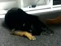 Rufus working like a dog