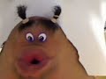 dominicana con mo�os