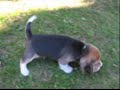 Beagle - puppies litter \"S\". Four weeks old Beagle - puppies litter \"S\". Four weeks old