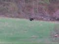 Black Bear off highway 7 Black Bear off highway 7