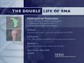 Rnai