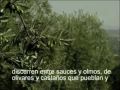 Película Promocional - Subtítulos en Español