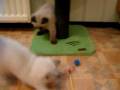 Kittens Lindy 9 weken oud opname 24 nov. 2008