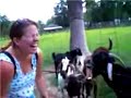 Hilarious Talking Goat Hilarious Talking Goat