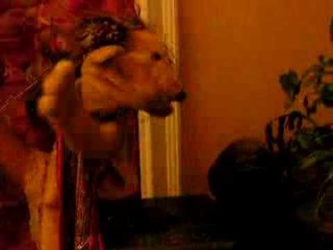 Aroofa sings Vivaldi's "Agitata", ...