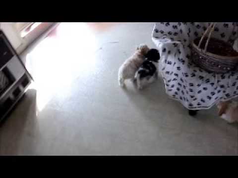 Cavalier and Bichons