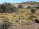 Magellanic Penguins
