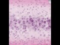 shotgun-histology-sublingual-gland.html