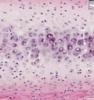 Shotgun Histology Hyaline Cartilage