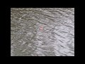 Steelhead Fishing