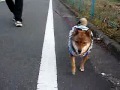 Click here to watch this video 柴犬もどきの華♪ 真正面からの華♪