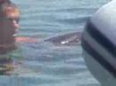 we swam with dolphins we swam with dolphins
