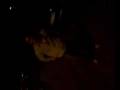 bailando en mirador 1.3gp