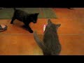 kitty attack