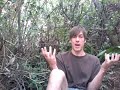 Will and Willing Decomposed (1 of 2)